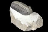 Detailed Morocops Trilobite - Multi-Toned Shell #127022-2